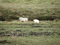 20100804q schapen tussen drogende turf
